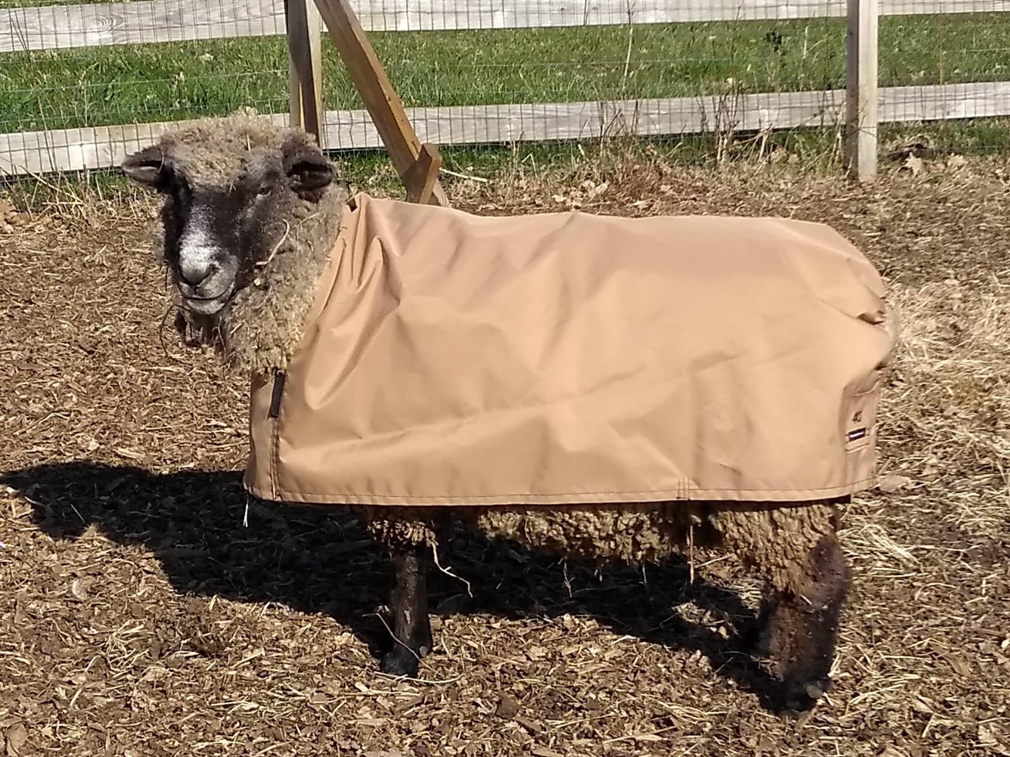 Sheep Coat -22